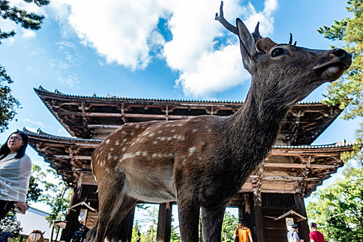 梅花鹿在东大寺南大门前出现