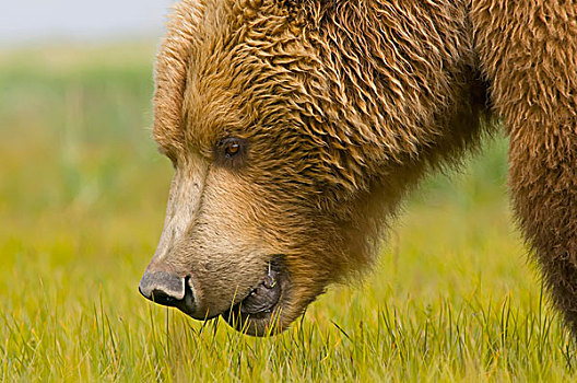 褐色,大灰熊,棕熊,阿拉斯加,美国