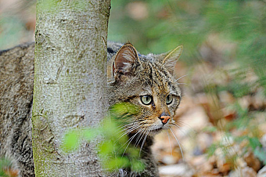 野猫科动物,斑貓,巴伐利亚森林国家公园,巴伐利亚,德国