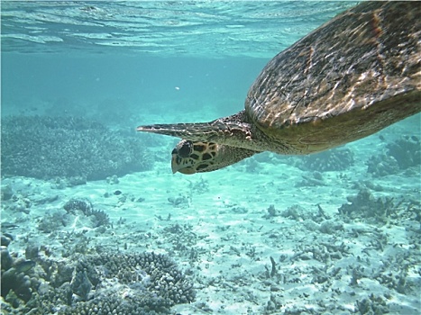 海龟,珊瑚礁