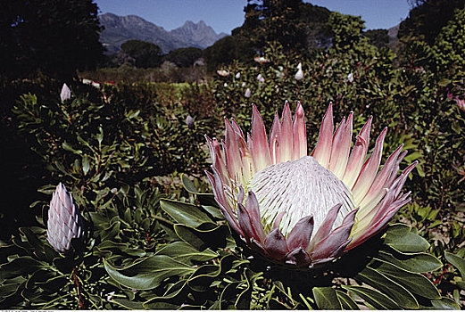 山龙眼,花,南非,非洲
