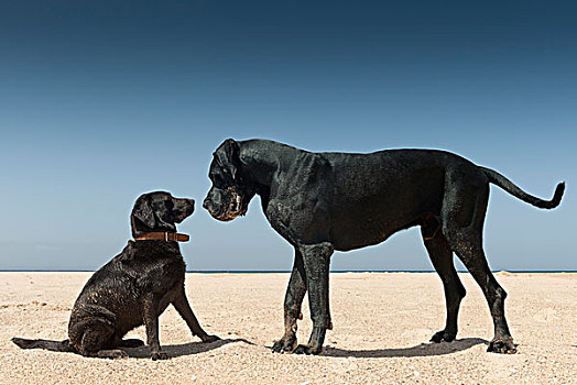 大小,狗,面对面,海滩,安达卢西亚,西班牙