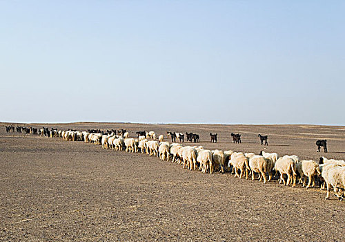 羊群,走,排列,斋沙默尔,拉贾斯坦邦,印度