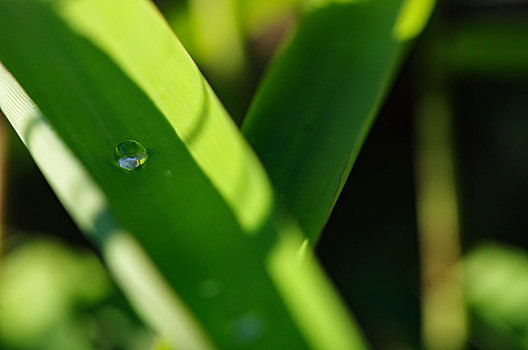 水,水滴,水珠,叶子,树叶,植物,绿色,白天,中午,白昼,晴天,自然环境,生态,清润,滋润,清新,新鲜空气