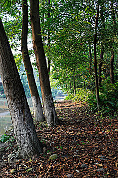 成都浣花溪公园,清晨公园里的落叶小道