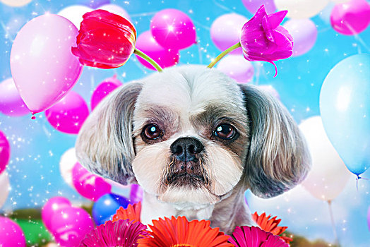 西施犬,狗,生日,有趣,概念,花,气球
