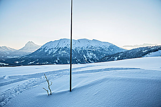 树,雪,乡村风光