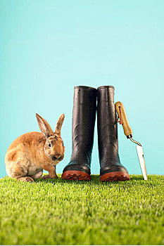 兔子,雨鞋,锹