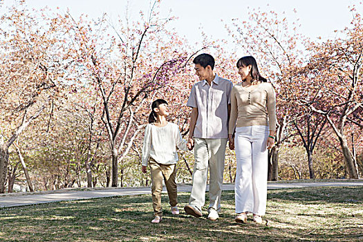 幸福之家,散步,樱桃树,公园,春天,北京