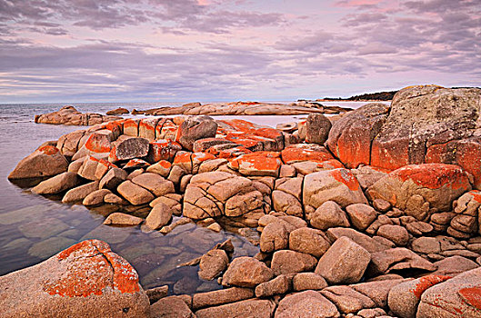 红色,苔藓,岩石上,火焰湾,保护区,塔斯马尼亚,澳大利亚
