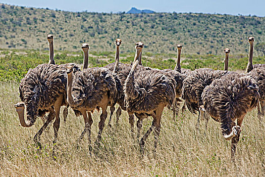 肯尼亚,萨布鲁国家公园,成群,鸵鸟