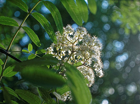 花,花楸,院子,莫斯科,西南方,地区