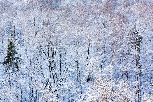 松树,雪中,木头,冬天