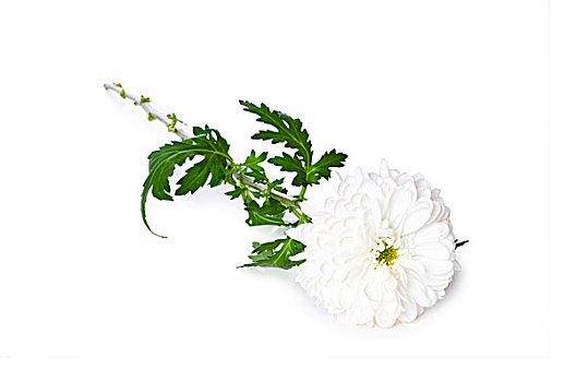 菊花,隔绝,白色背景