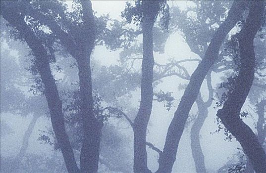 树干,剪影,雾状,树林