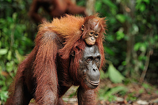 猩猩,黑猩猩,幼仔,骑,背影,露营,檀中埠廷国立公园,婆罗洲,印度尼西亚