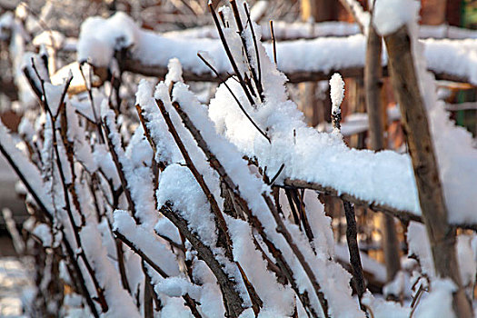 中国冬季白色的雪覆盖在树上
