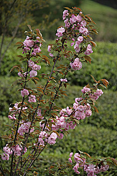 花,茶花