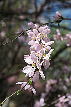 李子花