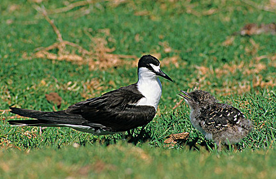 乌黑,燕鸥,成年,幼禽,豪勋爵岛,澳大利亚