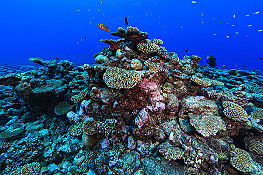 水下视角,珊瑚礁,环礁,库克群岛