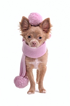 吉娃娃,小狗,粉色,围巾,绒球,贝雷帽,隔绝,白色背景