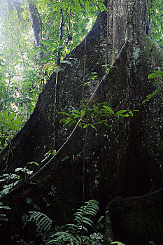 厄瓜多尔,亚马逊雨林,靠近,巨大