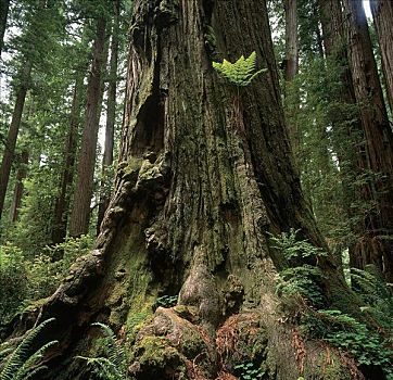古树,红杉,国家公园,加利福尼亚,美国,北美