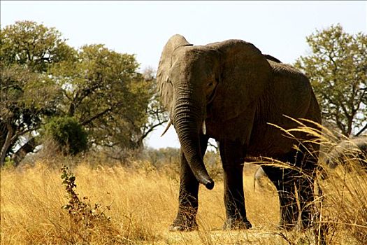 非洲象,站立,树林,国家公园,纳米比亚