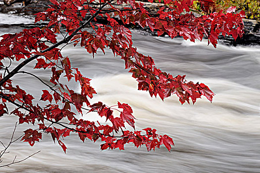 河,急流,秋叶,湖,安大略省,加拿大