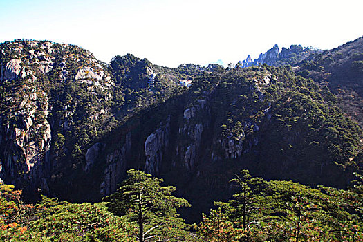 山,树木,岩石