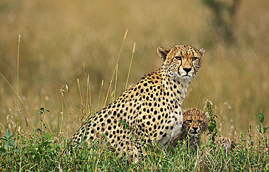 印度豹,猎豹,幼兽,马赛马拉,公园,肯尼亚