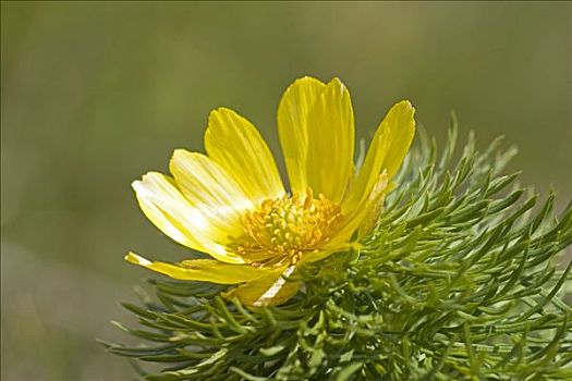 花,特写,瑞典