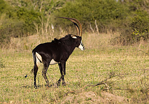 羚羊,乔贝国家公园,博茨瓦纳,非洲