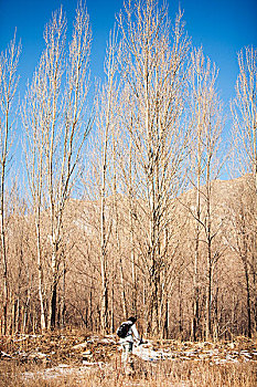 冬景,树林,摄影师
