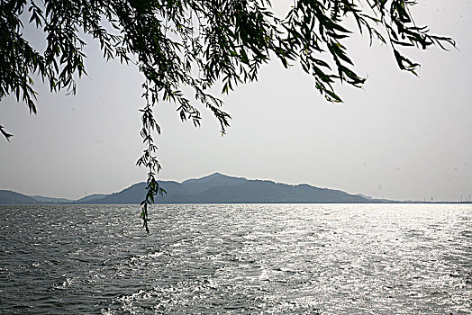 垂柳,湖泊