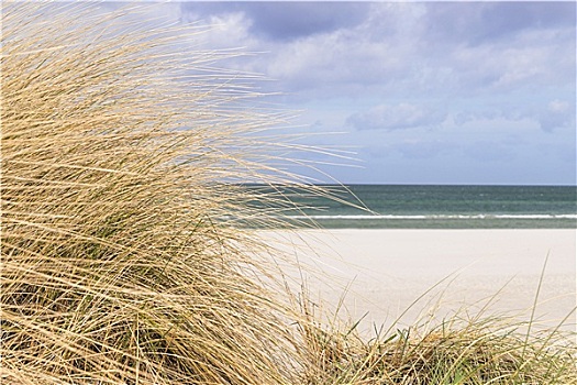 沙丘草,波罗的海