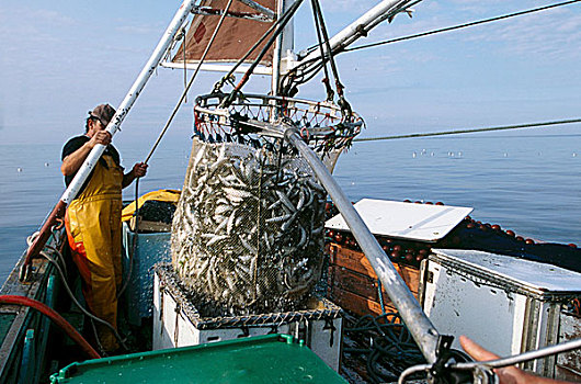 渔民,捕鱼,沙丁鱼,大西洋海岸,布列塔尼半岛,法国