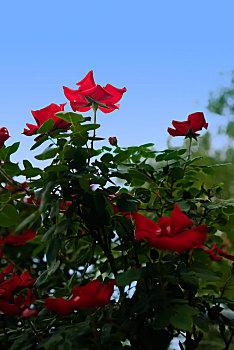 在空中矗立的红色玫瑰花