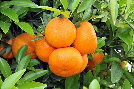 橙子,树