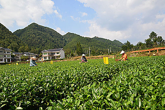 贵州茶海之心