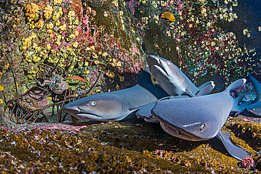 灰三齿鲨,安息地,墨西哥,北美