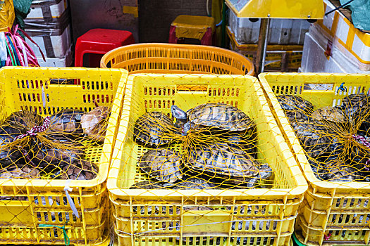 许多,海龟,盒子,鱼市,广州