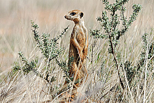 南非,卡拉哈里沙漠,卡拉哈迪大羚羊国家公园,沼狸,细尾獴属