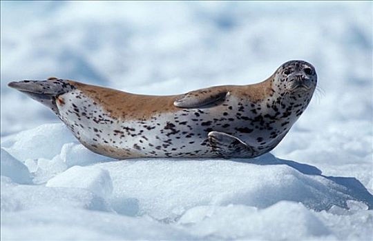 斑海豹,常见海豹,浮冰,威廉王子湾,阿拉斯加,美国