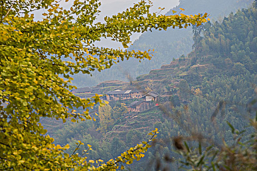 银杏树,白果树,土屋,路,路面,蓝天,黄色