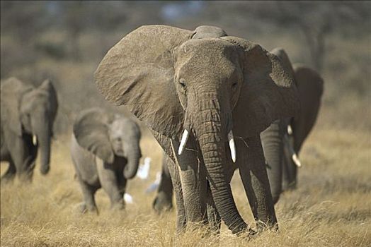 非洲象,群,脆弱,萨布鲁国家公园,肯尼亚