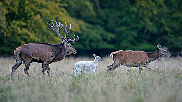赤鹿,家族,白色,幼兽,西兰岛,丹麦,欧洲