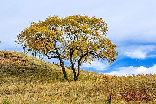 秋天乌兰布统草原上金黄色的树