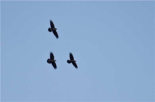 三个,黑色,大乌鸦,飞,蓝天